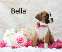 Bella, a female Boxer for sale in Loyal, WI – Photo 3 of 5