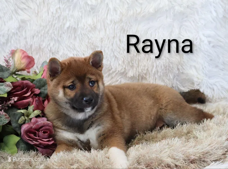 Rayna  – Shiba Inu puppy for sale in Loyal, WI