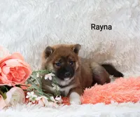 Rayna , a female Shiba Inu for sale in Loyal, WI – Photo 1 of 6