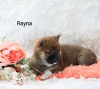 Rayna , a female Shiba Inu for sale in Loyal, WI – Photo 3 of 6