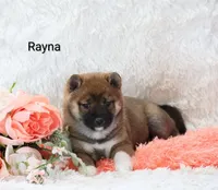 Rayna , a female Shiba Inu for sale in Loyal, WI – Photo 2 of 6