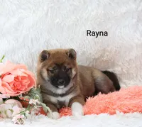 Rayna , a female Shiba Inu for sale in Loyal, WI – Photo 4 of 6