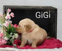 Gigi, a female Golden Retriever for sale in Loyal, WI – 3 of 4