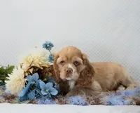 Marcell, a male Cocker Spaniel for sale in Loyal, WI – 4 of 7