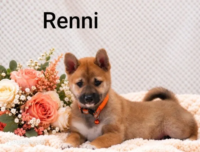 Renni – Shiba Inu puppy for sale in Loyal, WI