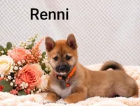 Renni, a female Shiba Inu for sale in Loyal, WI – 1 of 7