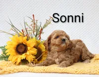 Sonni, a male Cockapoo for sale in Loyal, WI – 2 of 4