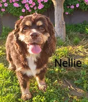 Nina, a female Cockapoo for sale in Loyal, WI – 7 of 7