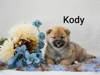 Kody, a male Shiba Inu for sale in Loyal, WI – 2 of 6