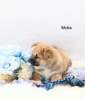 Moka, a male Shiba Inu for sale in Loyal, WI – Photo 4 of 5