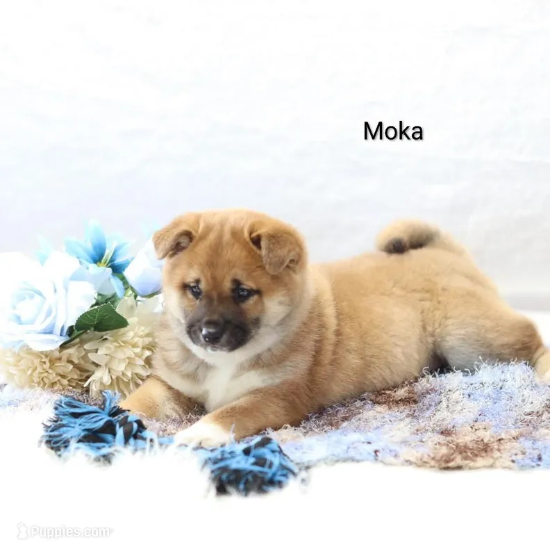 Moka, a male Shiba Inu for sale in Loyal, WI – Photo 1 of 5