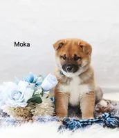 Moka, a male Shiba Inu for sale in Loyal, WI – Photo 2 of 5