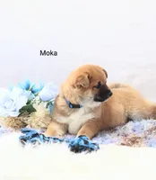 Moka, a male Shiba Inu for sale in Loyal, WI – Photo 3 of 5