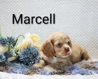 Marcell, a male Cocker Spaniel for sale in Loyal, WI – 3 of 7