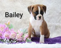 Bailey , a female Boxer for sale in Loyal, WI – Photo 2 of 4