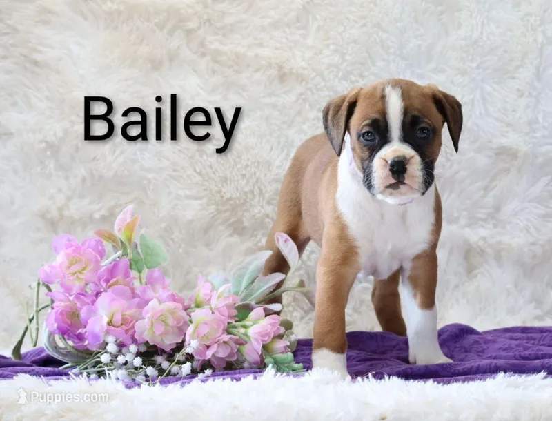 Bailey  – Boxer puppy for sale in Loyal, WI