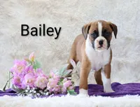 Bailey , a female Boxer for sale in Loyal, WI – Photo 1 of 4