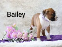 Bailey , a female Boxer for sale in Loyal, WI – Photo 3 of 4