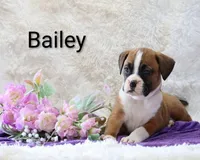 Bailey , a female Boxer for sale in Loyal, WI – Photo 4 of 4