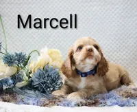 Marcell, a male Cocker Spaniel for sale in Loyal, WI – 2 of 7