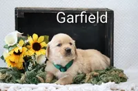 Garfield , a male Golden Retriever for sale in Loyal, WI – 2 of 4