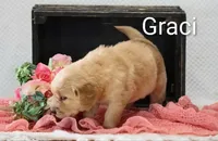 Graci , a female Golden Retriever for sale in Loyal, WI – 4 of 5