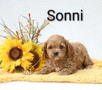 Sonni, a male Cockapoo for sale in Loyal, WI – 4 of 4