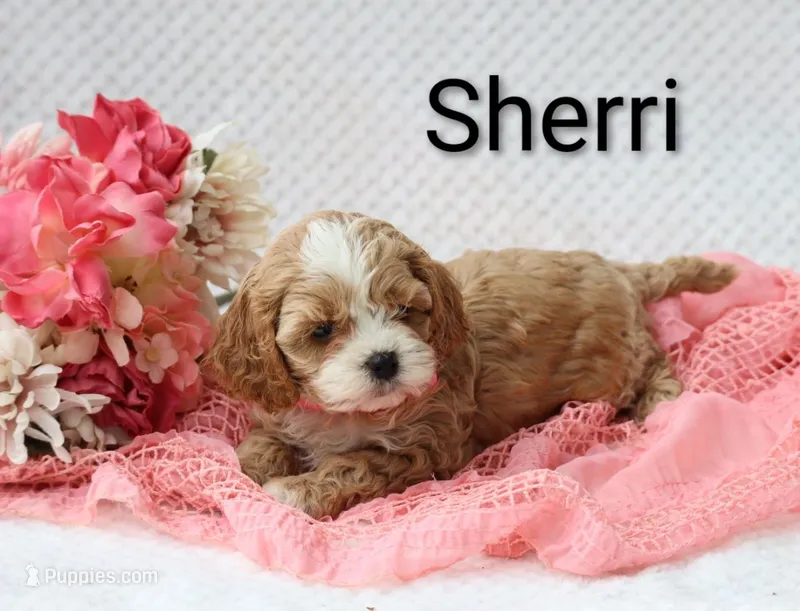 Sherri – Cockapoo puppy for sale in Loyal, WI