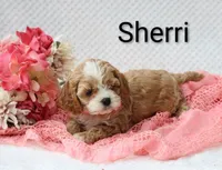 Sherri, a female Cockapoo for sale in Loyal, WI – 1 of 6