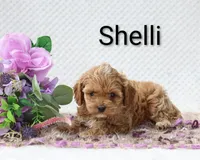Shelli , a female Cockapoo for sale in Loyal, WI – 2 of 4