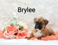 Brylee, a female Boxer for sale in Loyal, WI – Photo 1 of 3