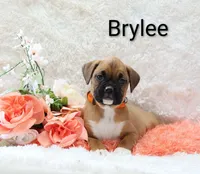 Brylee, a female Boxer for sale in Loyal, WI – Photo 3 of 3