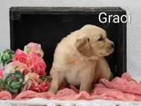 Graci , a female Golden Retriever for sale in Loyal, WI – 2 of 5