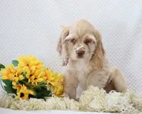 Max, a male Cocker Spaniel for sale in Loyal, WI – 2 of 5