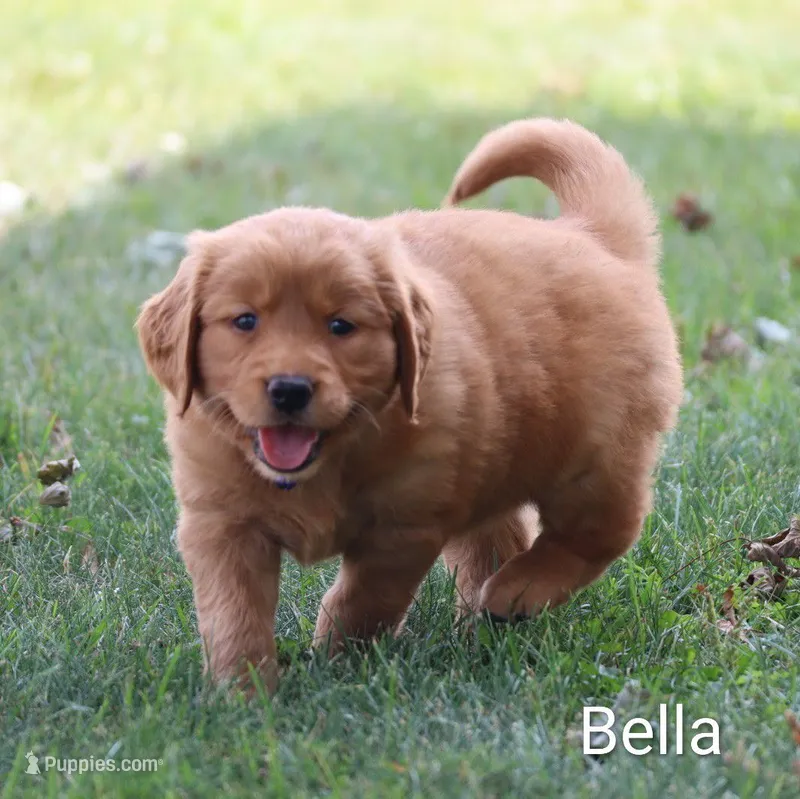  AKC Bella – Golden Retriever puppy on hold in Loyal, WI