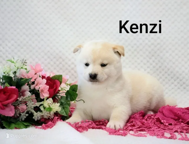 Kenzi – Shiba Inu puppy for sale in Loyal, WI