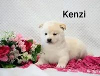 Kenzi, a female Shiba Inu for sale in Loyal, WI – 1 of 6