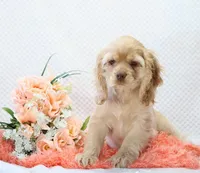 Mylie, a female Cocker Spaniel for sale in Loyal, WI – 2 of 6