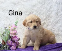  AKC Gina, a female Golden Retriever for sale in Loyal, WI – Photo 4 of 4