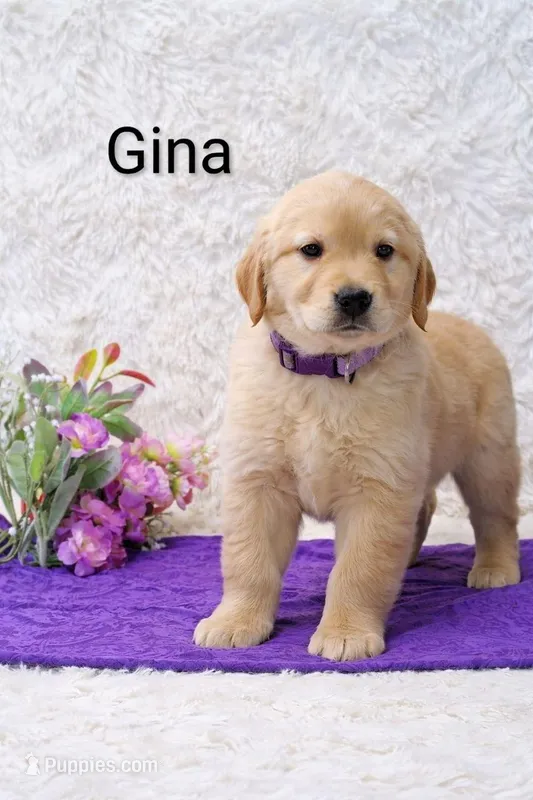  AKC Gina – Golden Retriever puppy for sale in Loyal, WI