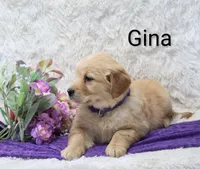  AKC Gina, a female Golden Retriever for sale in Loyal, WI – Photo 2 of 4