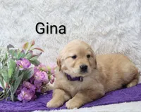  AKC Gina, a female Golden Retriever for sale in Loyal, WI – Photo 3 of 4