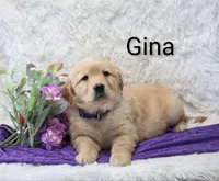  AKC Gina, a female Golden Retriever for sale in Loyal, WI – Photo 1 of 4