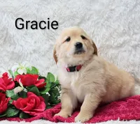 AKC.  Gracie, a female Golden Retriever for sale in Loyal, WI – Photo 5 of 5