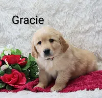 AKC.  Gracie, a female Golden Retriever for sale in Loyal, WI – Photo 3 of 5
