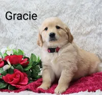 AKC.  Gracie, a female Golden Retriever for sale in Loyal, WI – Photo 2 of 5