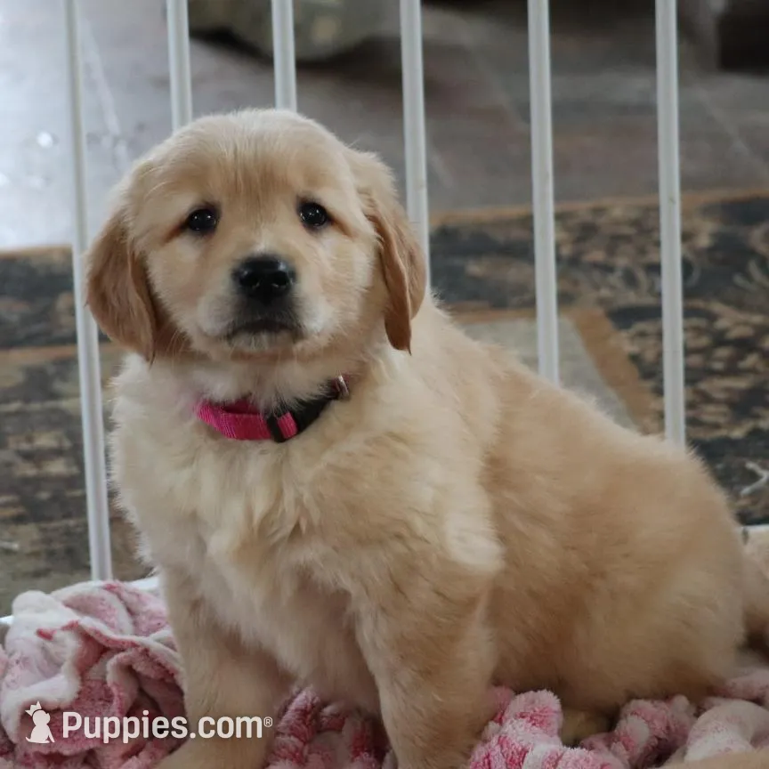 AKC.  Gracie, a female Golden Retriever for sale in Loyal, WI – Photo 4 of 5