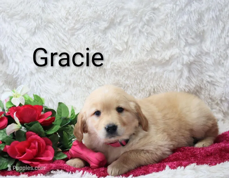 AKC.  Gracie – Golden Retriever puppy for sale in Loyal, WI
