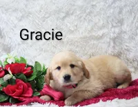 AKC.  Gracie, a female Golden Retriever for sale in Loyal, WI – Photo 1 of 5