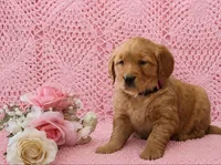 AKC Mazie, a female Golden Retriever for sale in Loyal, WI – 3 of 4